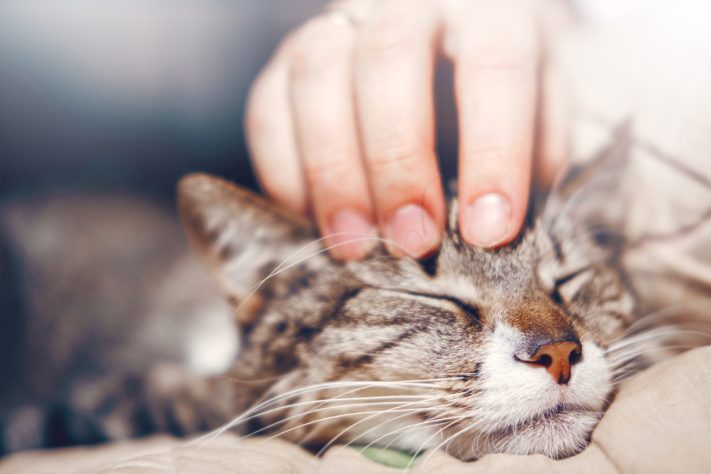 osteopathe pour chat