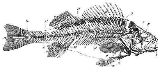 osteopathe-poisson-anatomie