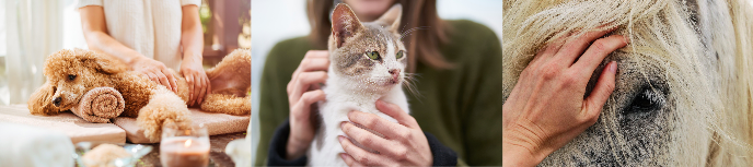 ostéopathie équine, chien et chat