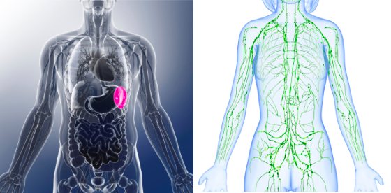 Rate et ganglions lymphatiques pour l'immunité