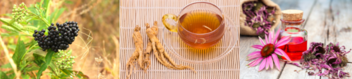 plantes pour immunité : ginseng, echinacée et sureau