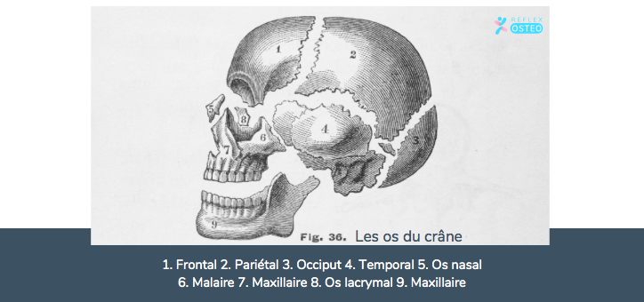 Ostéopathie cranienne