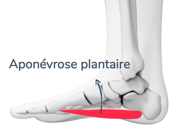 aponévrosite et douleur au pied