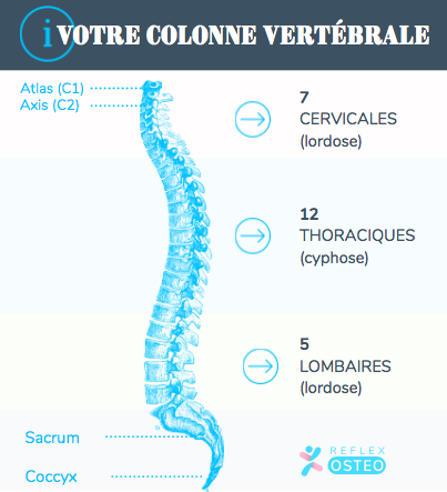 Colonne vertébrale et vertèbre déplacée