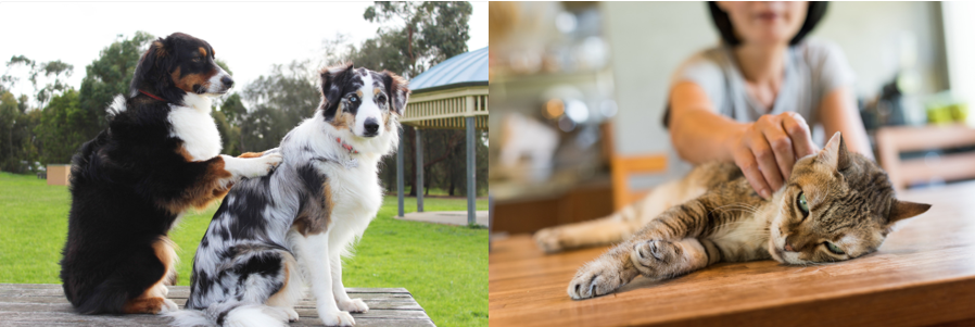 Ostéopathie pour chien et chat