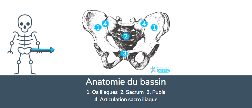 Anatomie du bassin