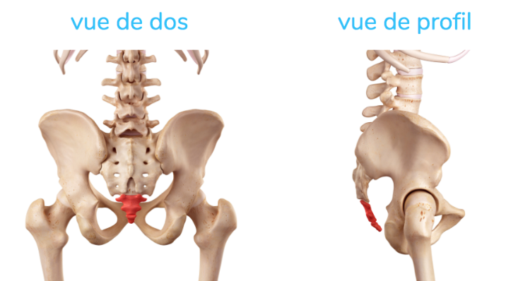 Anatomie du coccyx