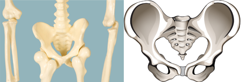 Douleurs du bassin : symptômes, causes, traitements et ostéopathie