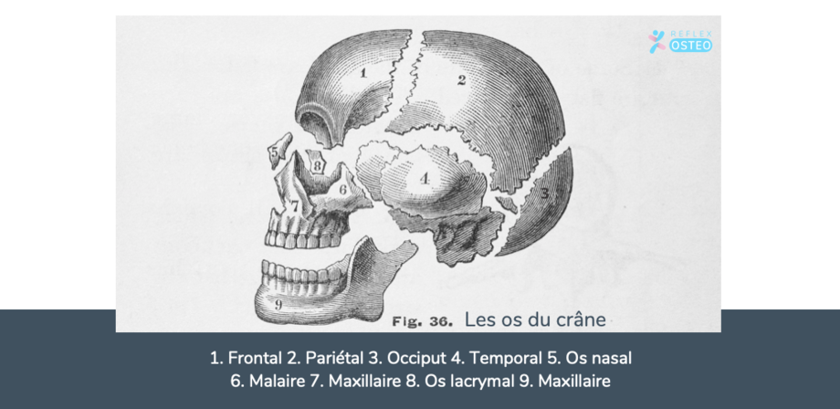 migraine-osteopathe-crâne