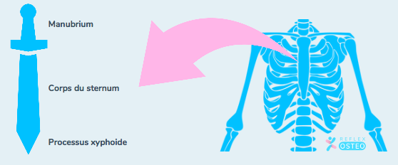 localisation-anatomie-sternum