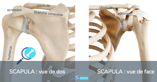 Tout savoir sur l'omoplate (scapulaire) et ses douleurs