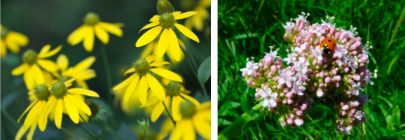 arnica valériane plantes contre contractures