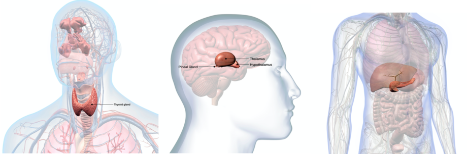 Dérèglement hormonal