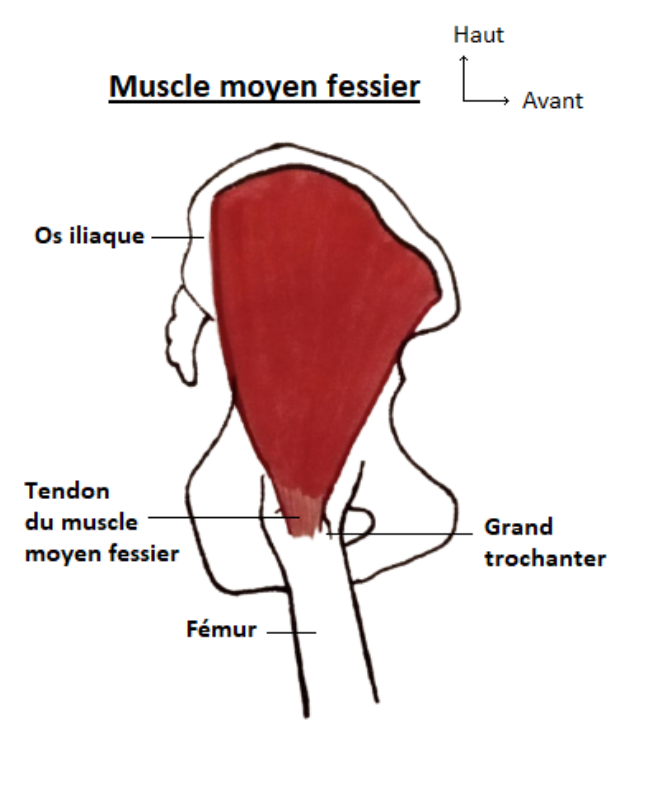 Tendinite du moyen fessier : symptômes, traitements, sport et ...