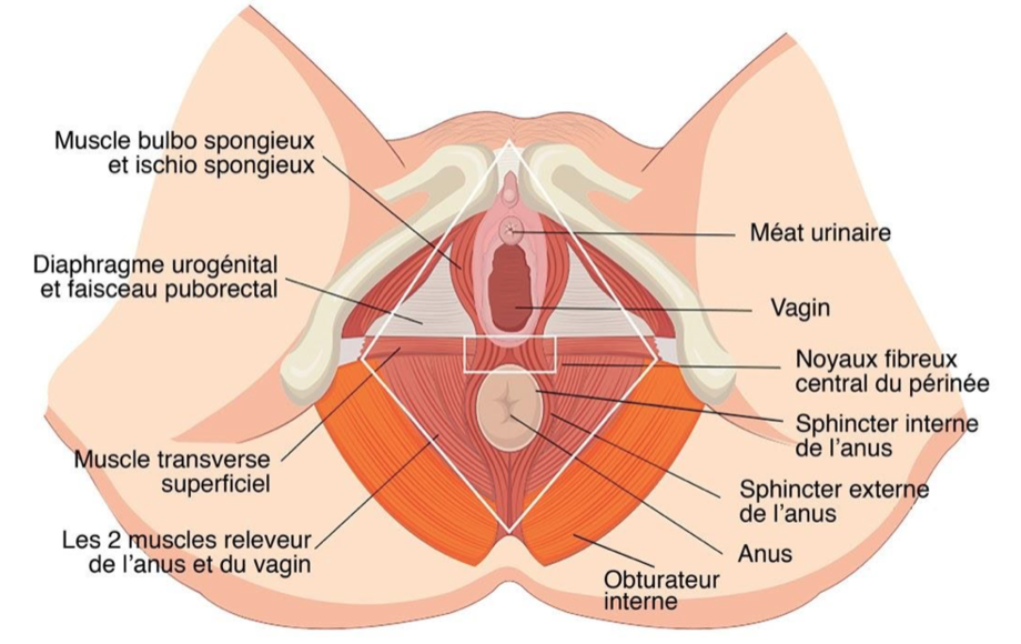 Périnée et vaginisme