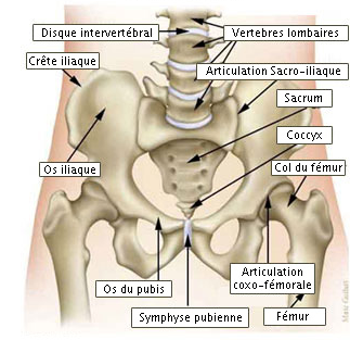 bassin endométriose ostéopathie