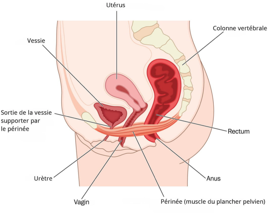 Douleur de règles et mal de dos : périnée