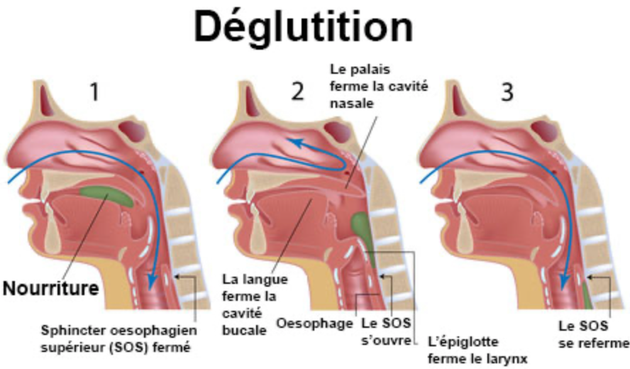 Douleur quand j'avale : déglutition