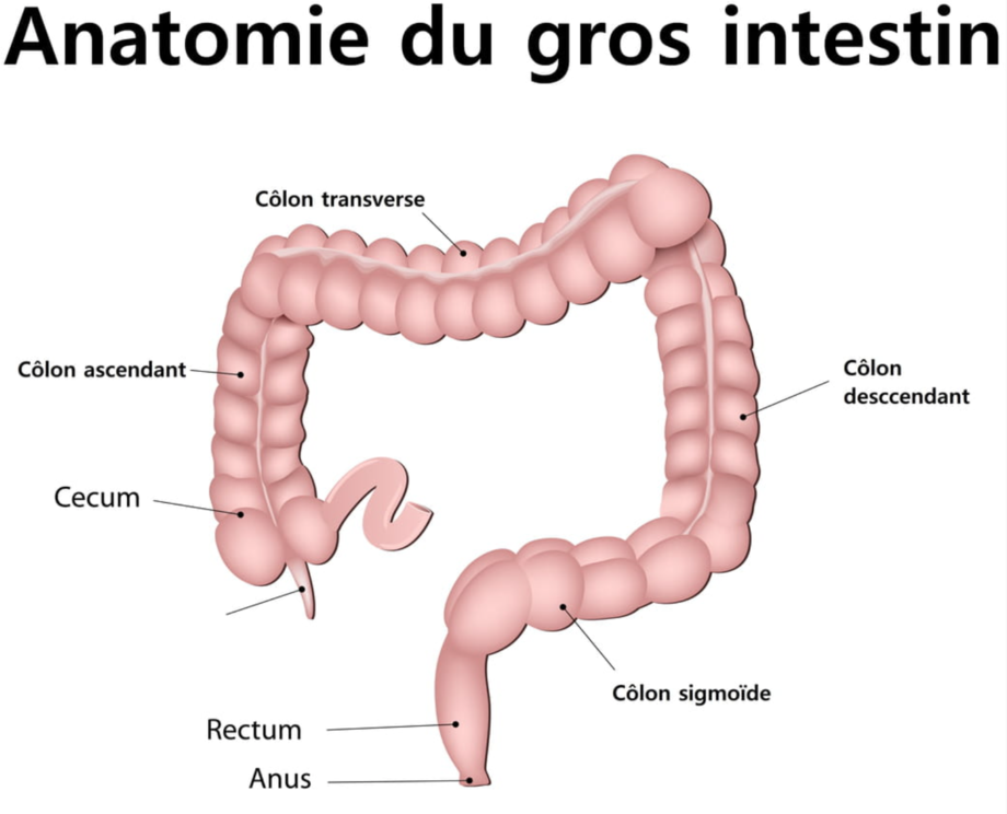 Pourquoi j'ai mal quand je fais caca ? Pathologies et traitements