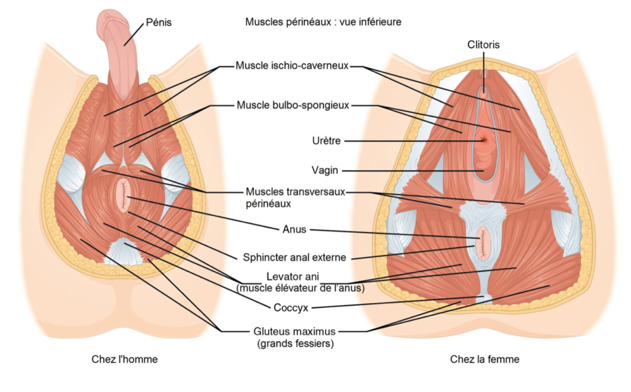 L’incontinence urinaire et le périnée