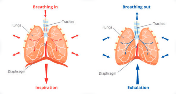 mecanisme respiration grossesse osteopathie