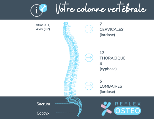 colonne vertébrale et mal au dos