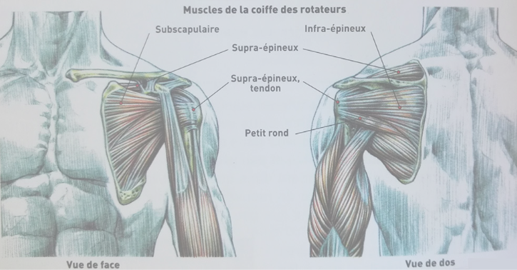 coiffe des rotateurs anatomie