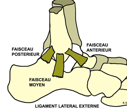 entorse de la cheville et traitement naturel avec l'ostéopathe