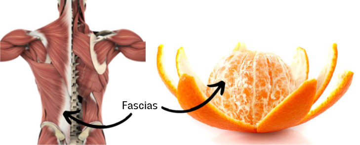 fascia anatomie