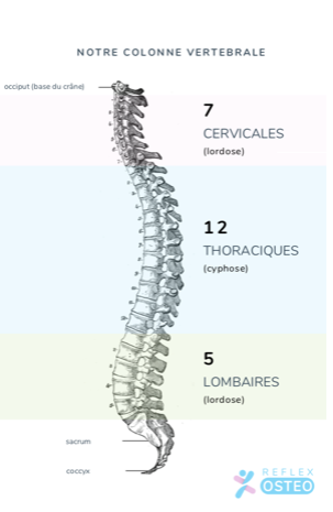 colonne cervicale et hernie du cou