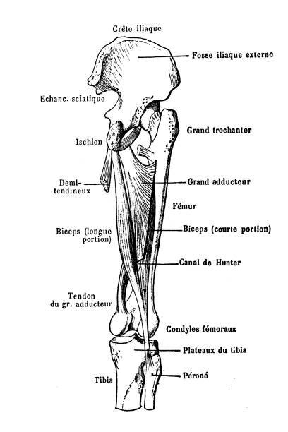 adducteurs anatomie