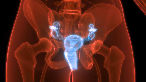 anatomie ovaires utérus