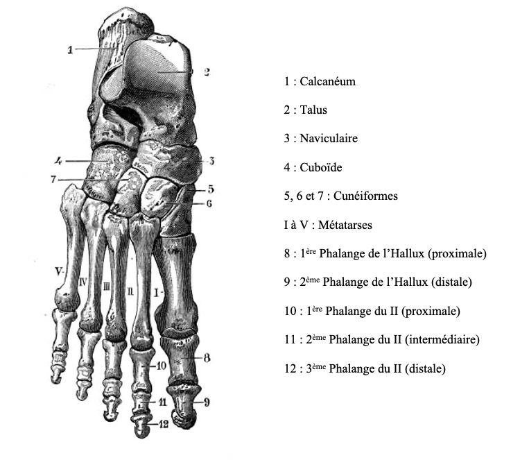 anatomie pied