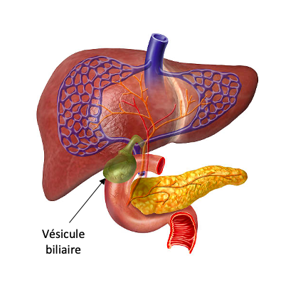 anatomie vésicule biliaire