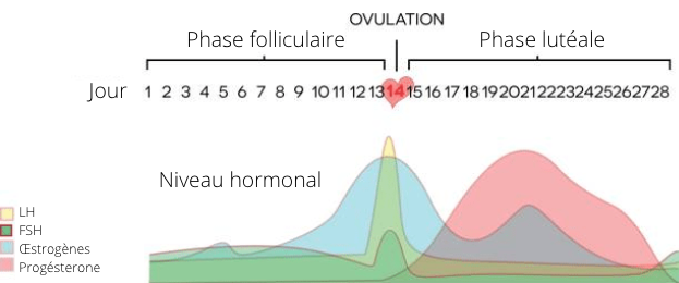 cycle menstruel hormones