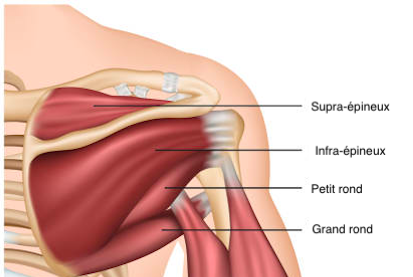 épaule anatomie