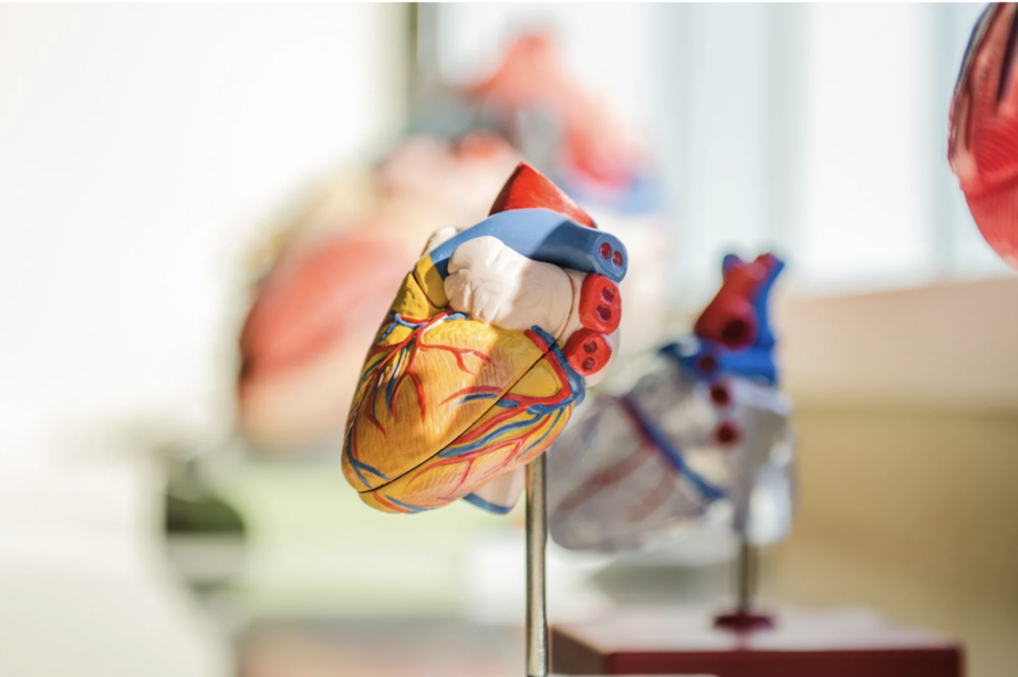 anatomie du coeur