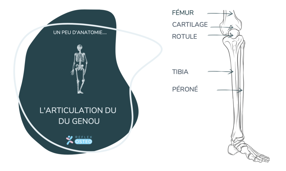 anatomie du genou qui craque