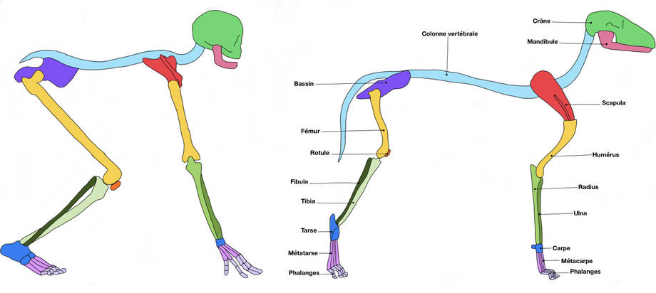 comparaison squelette chien et homme