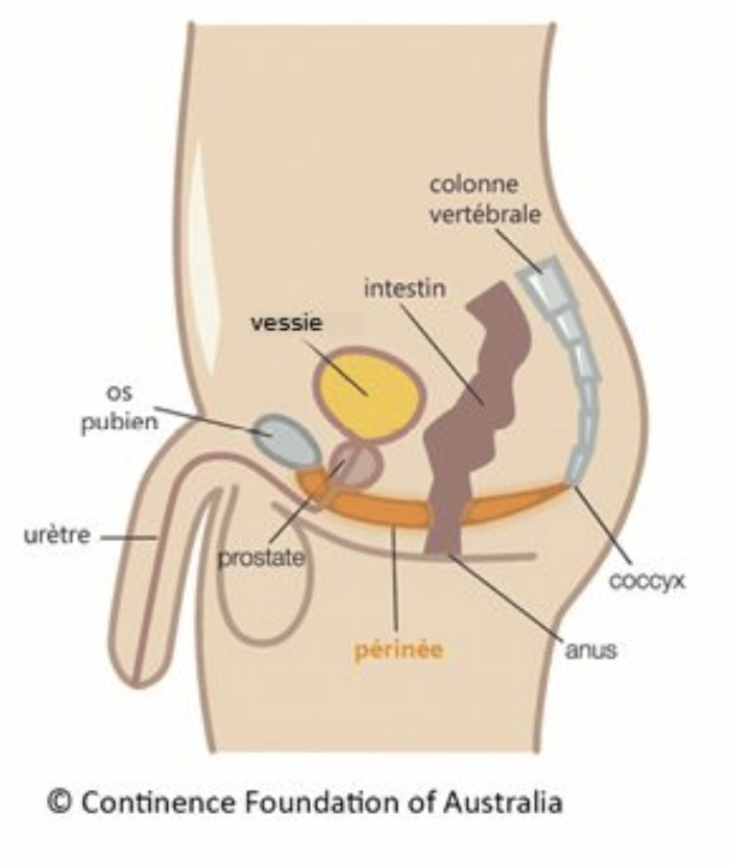 Anatomie du périnée masculin