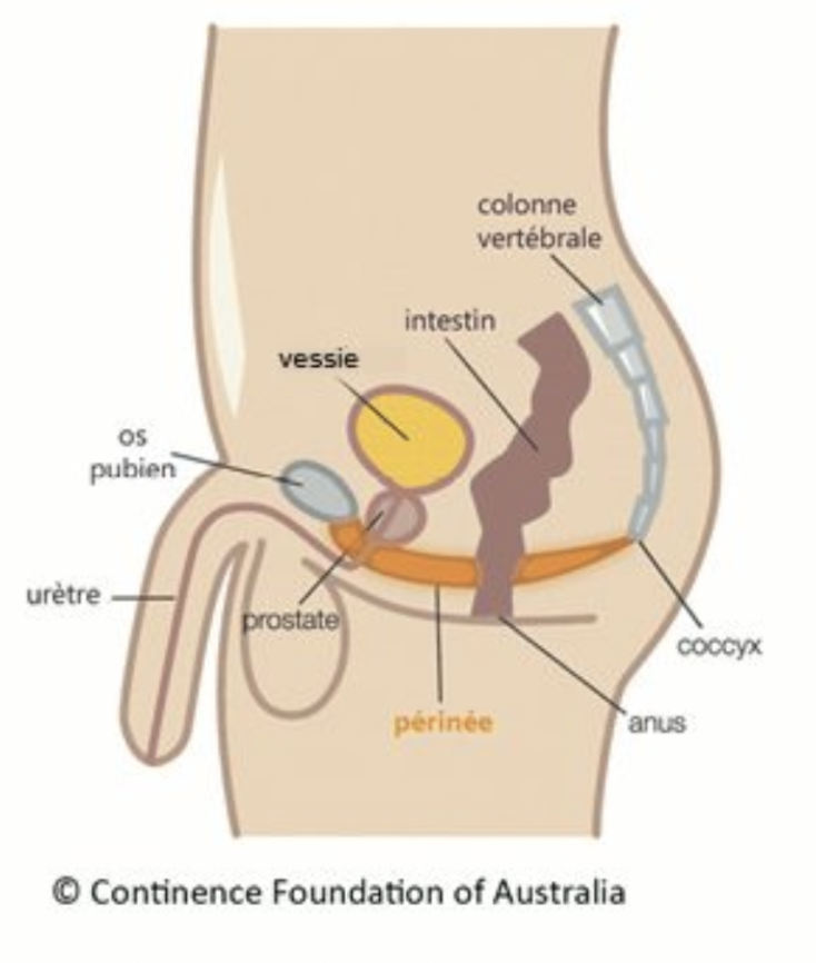 Pathologies et douleurs du périnée chez l'homme : tout savoir