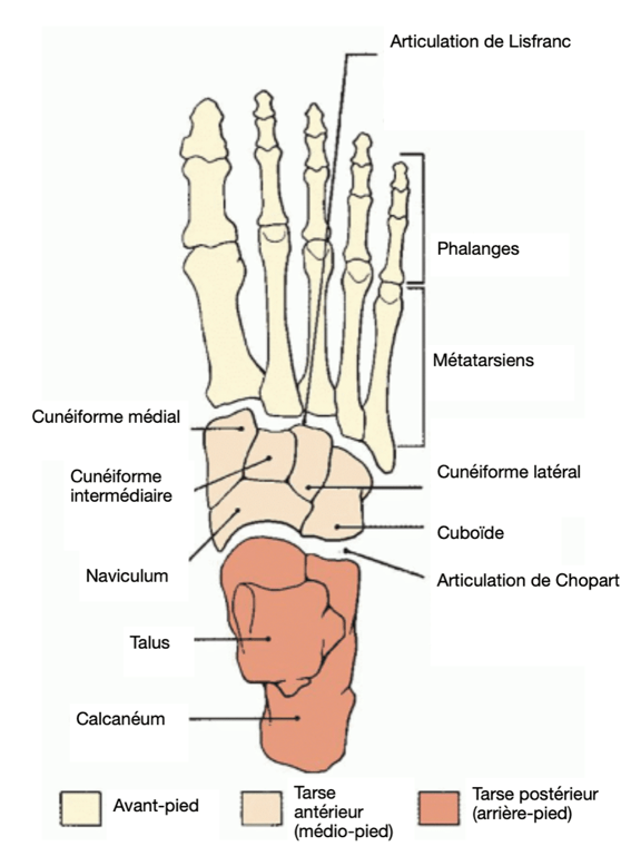 Entorse Chopart Lisfranc Lesions Du Lisfranc QWDKN Entorse Chopart Lisfranc Lesions Du Lisfranc QWDKN
