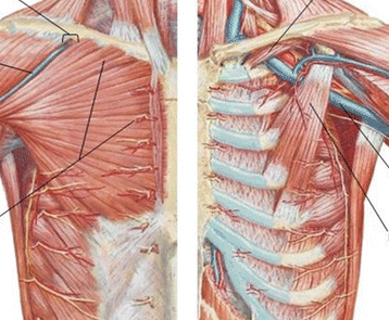 Précordialgie : comprendre cette douleur thoracique