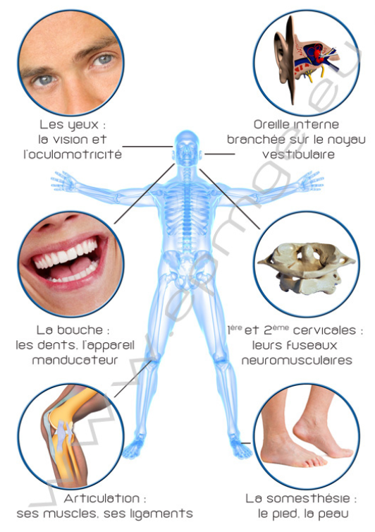 Douleur à la mâchoire : posture et ostéopathie