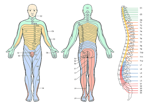 Névralgie pudendale : compression et douleur