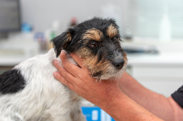 osteopathe canin pour chiens