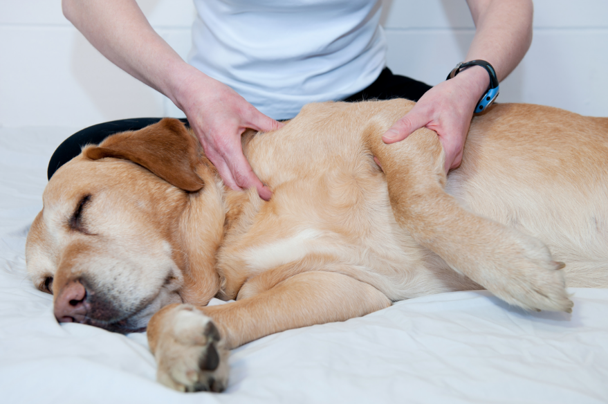 Ostéopathe canin pour chien à Lyon