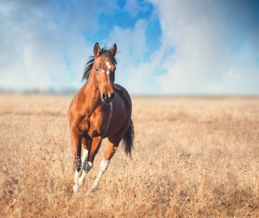 Cheval et ostéopathie équine