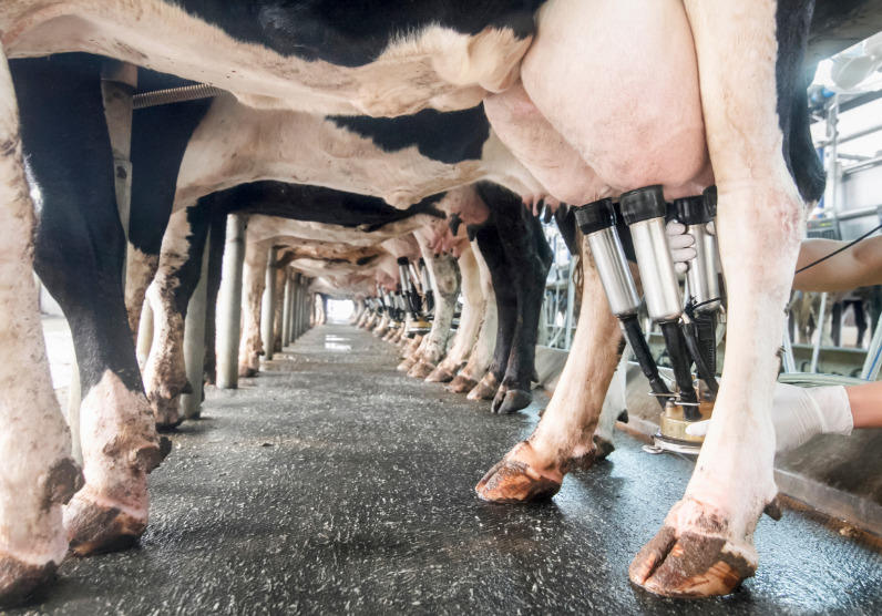 ostéopathe pour les vaches