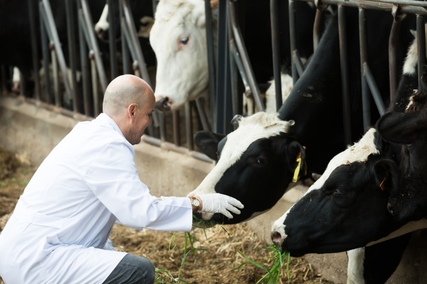 Ostéopathe pour vache